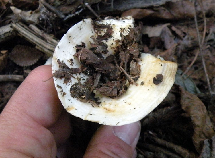Due Clitocybe gibba? O Lepista flaccida? O...